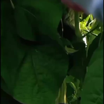 豆角