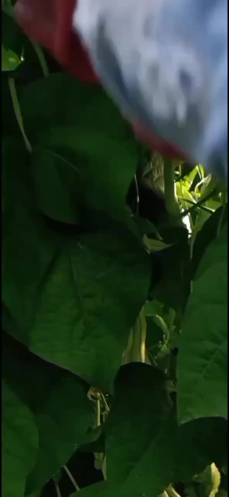 豆角