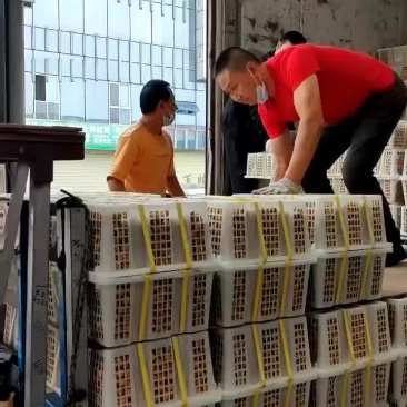 成都雨润市场泰国龙眼代卖