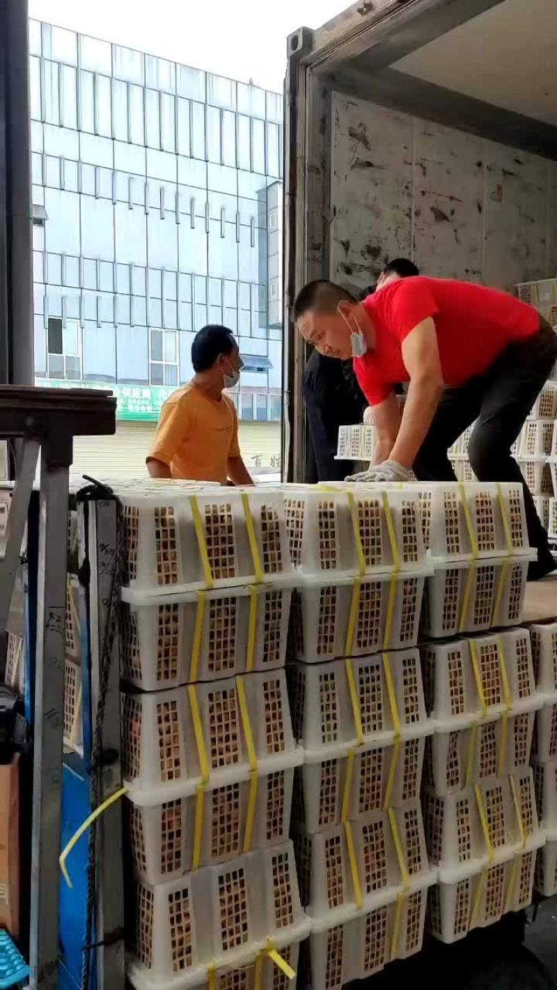 成都雨润市场泰国龙眼代卖