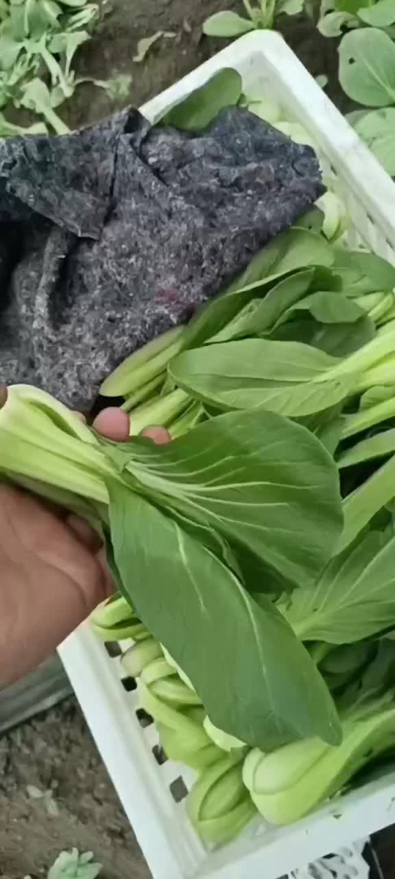 基地自产自销，长