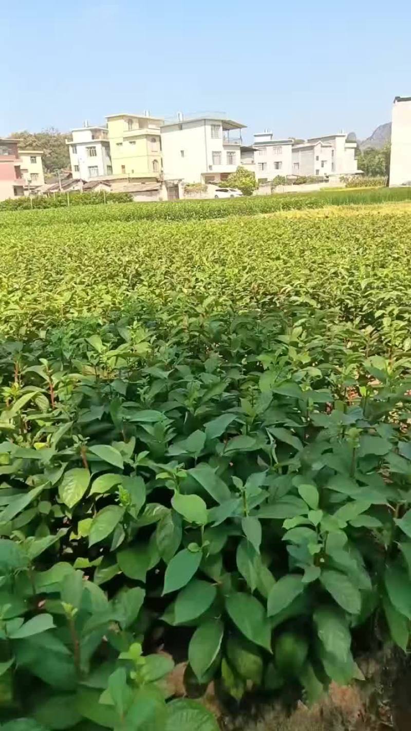 月柿苗