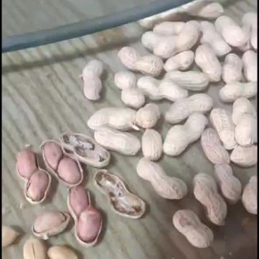 小日本花生多种囗味