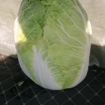 黄心白菜