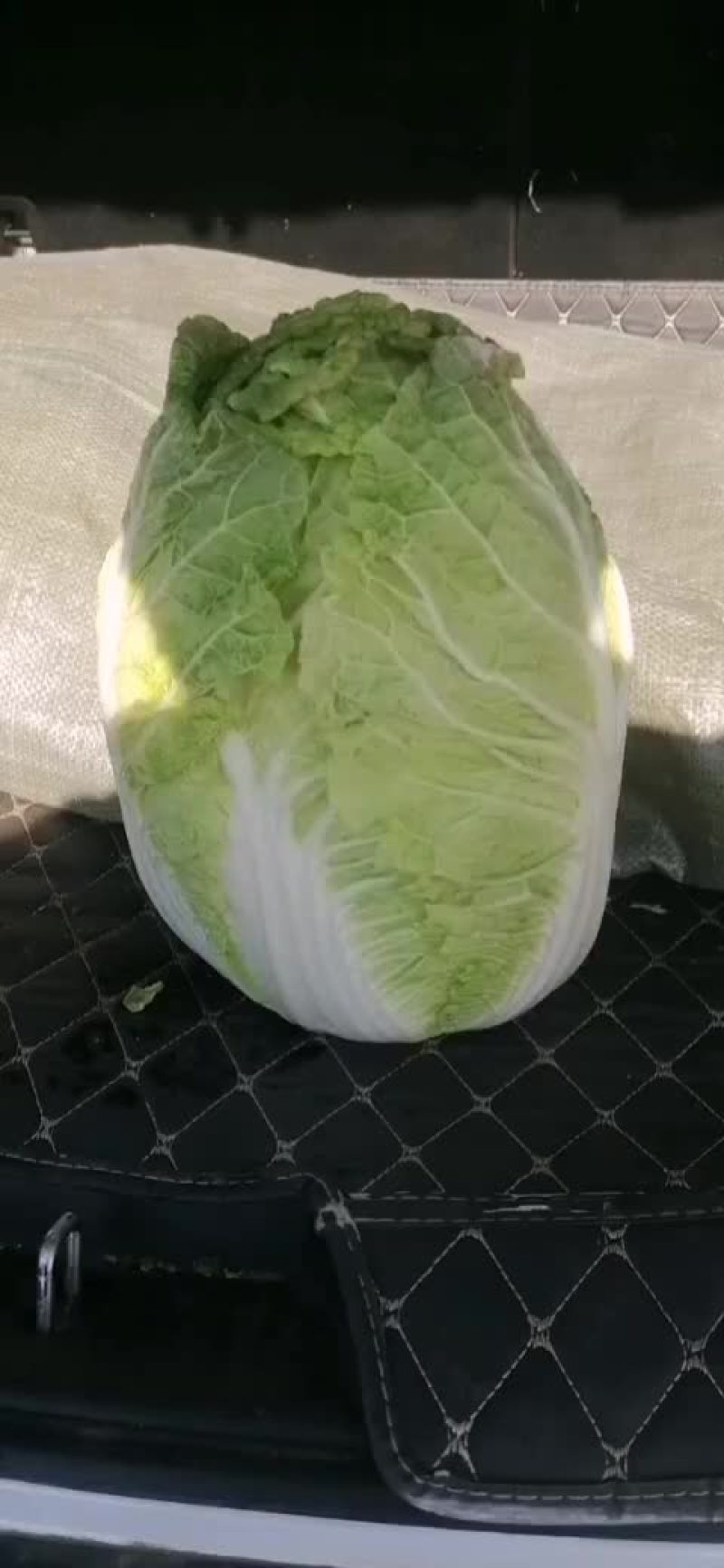 黄心白菜