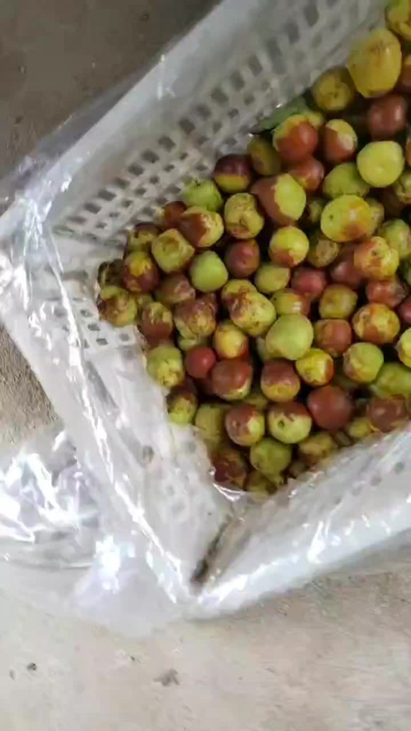 冬枣