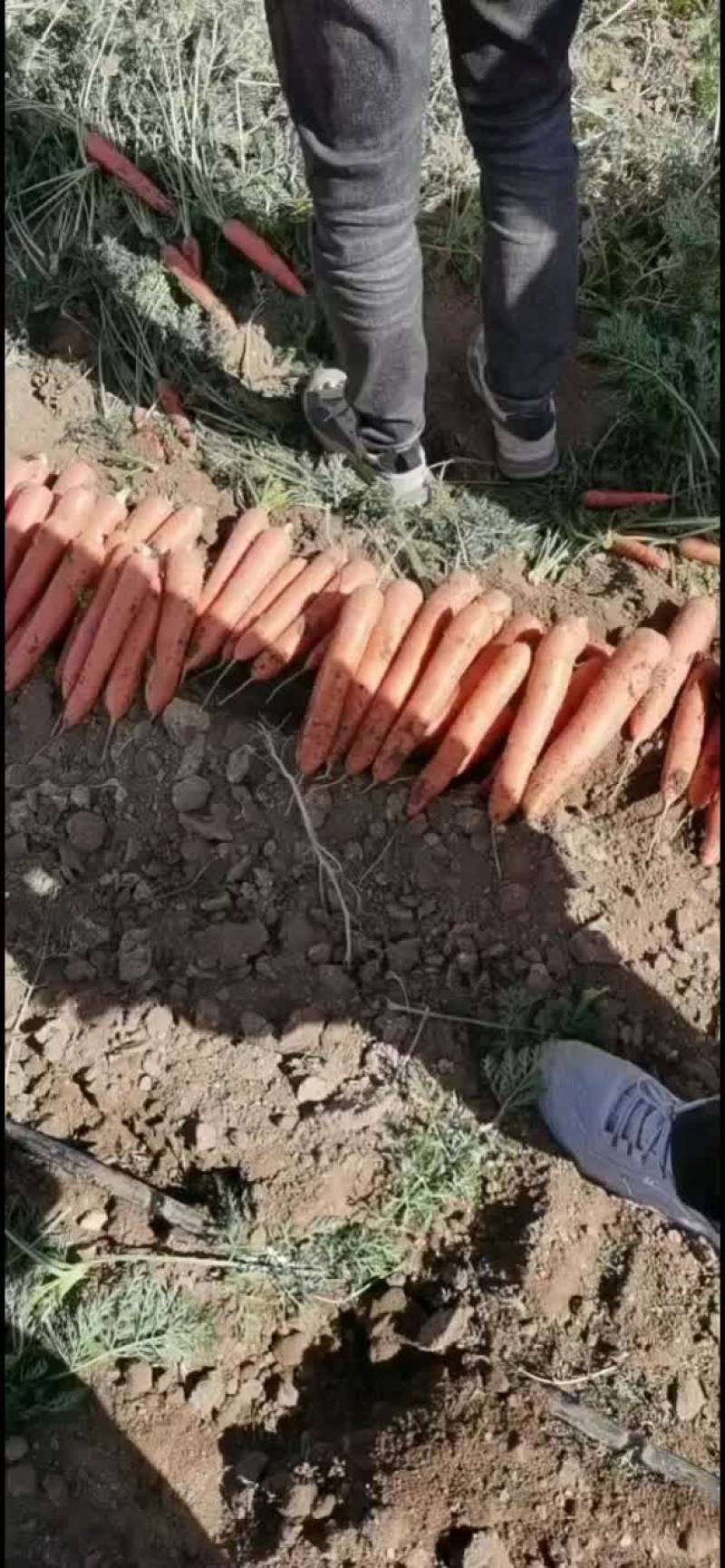 胡萝卜