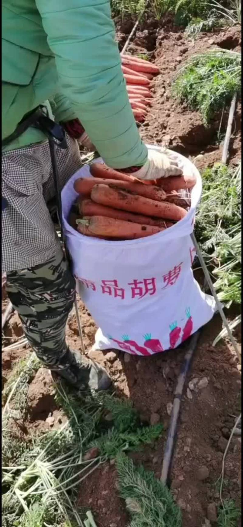 胡萝卜