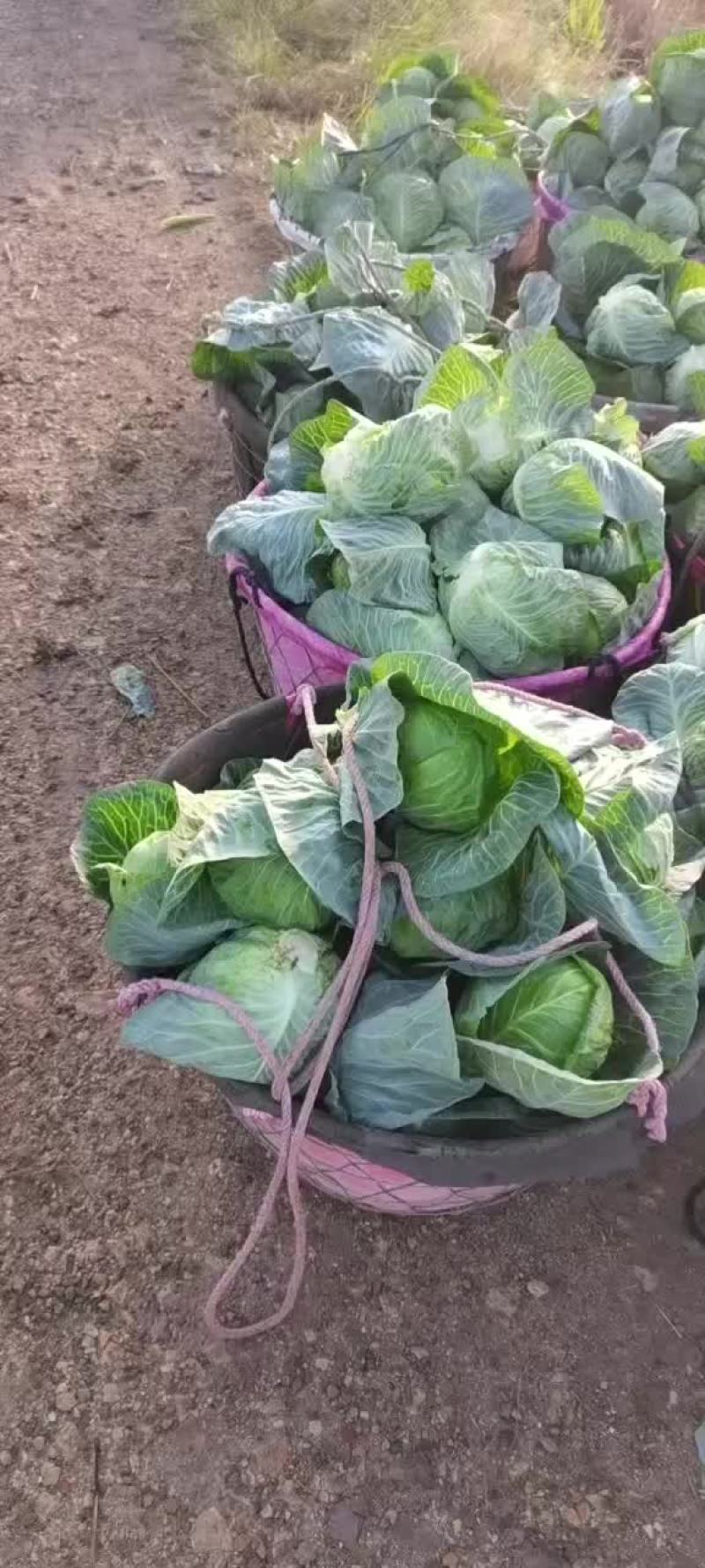 精品甘蓝菜