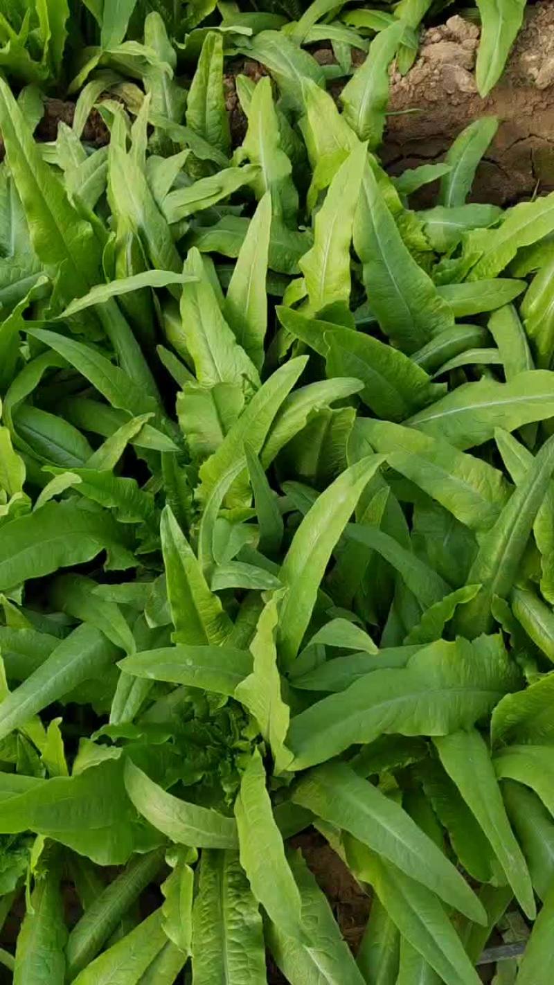 生菜油麦菜