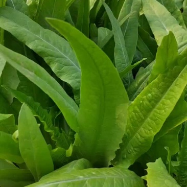 生菜油麦菜