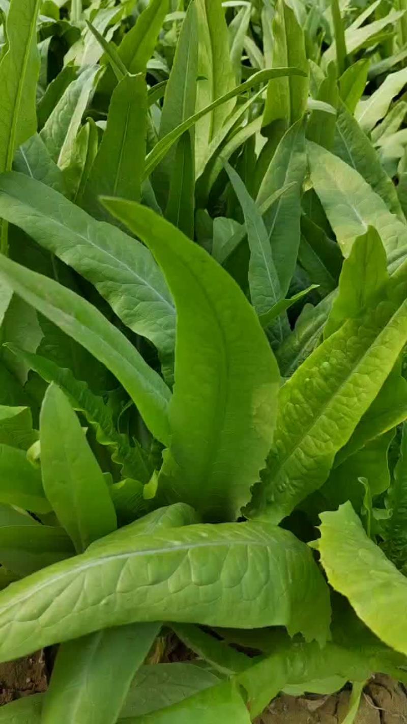 生菜油麦菜