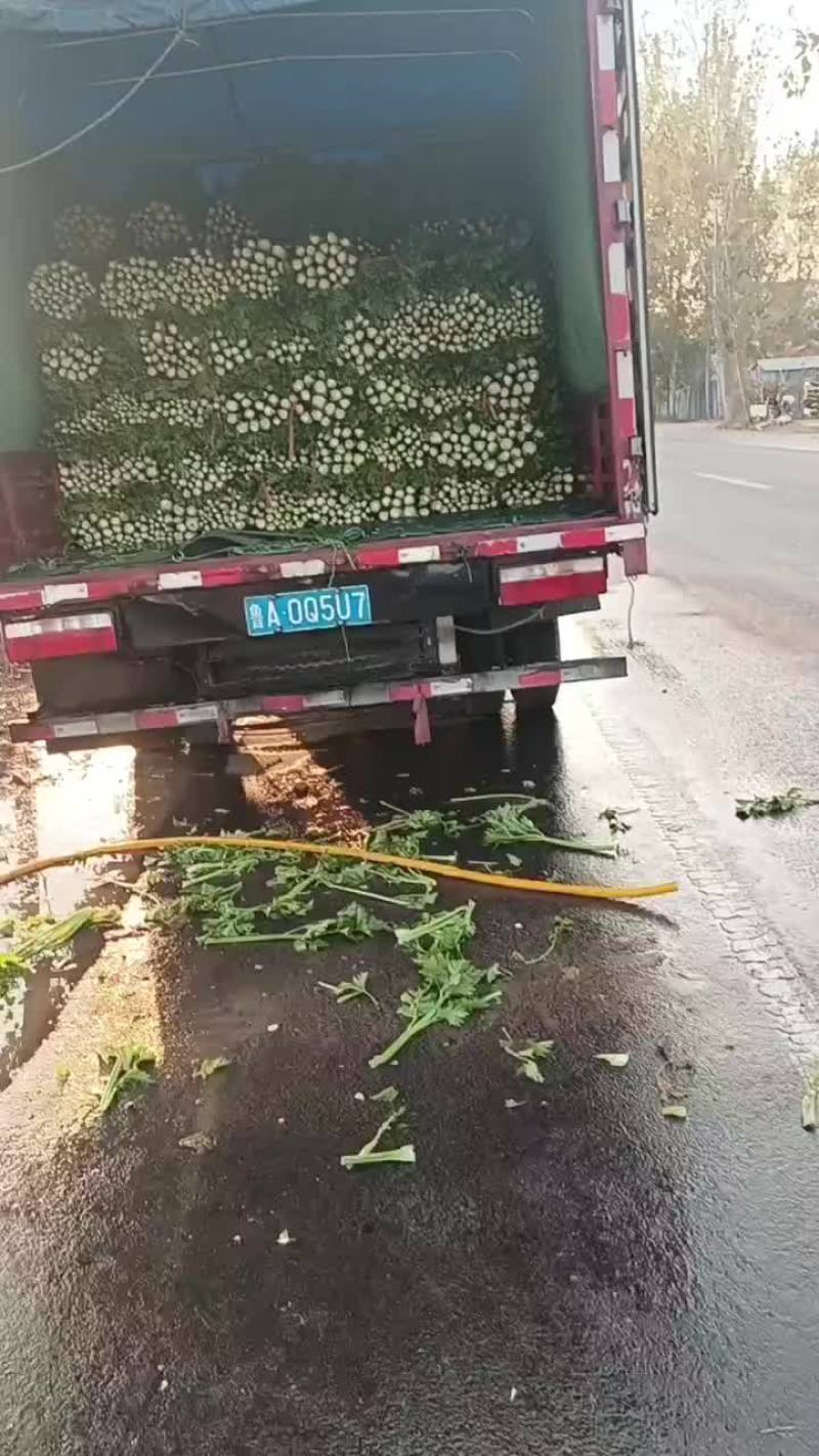芹菜