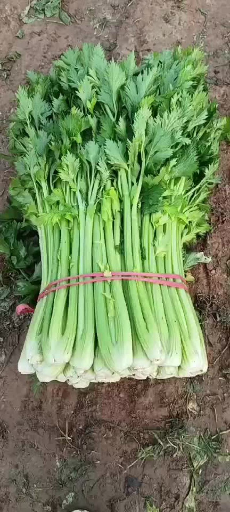 芹菜