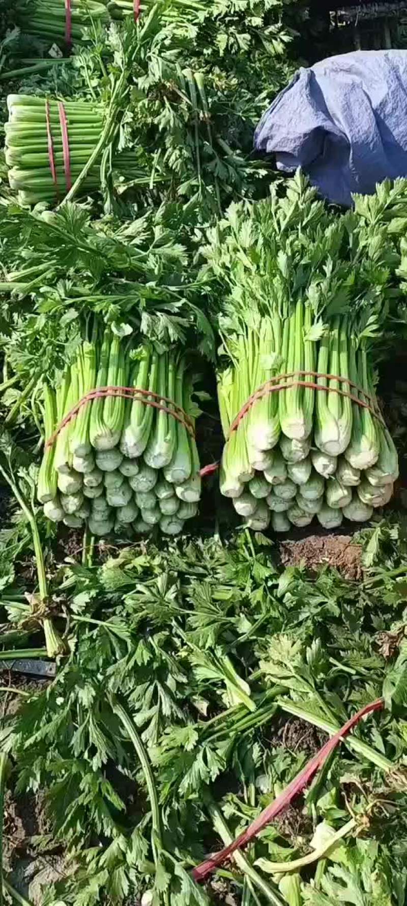 芹菜
