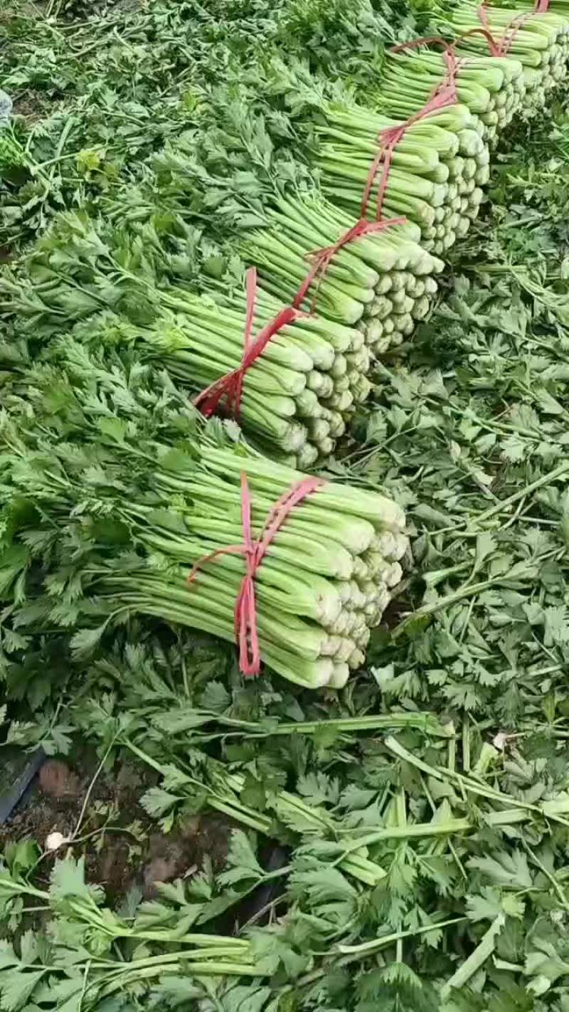 芹菜
