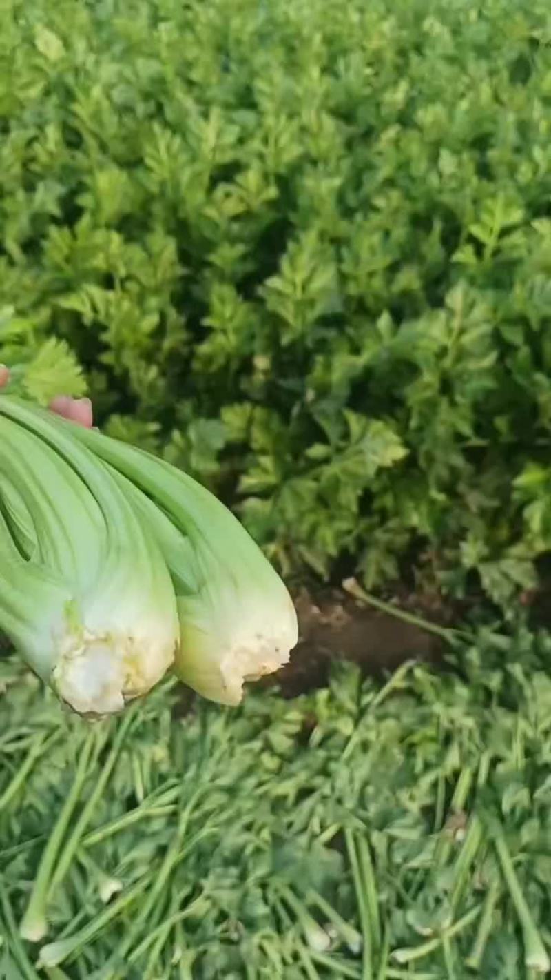 芹菜