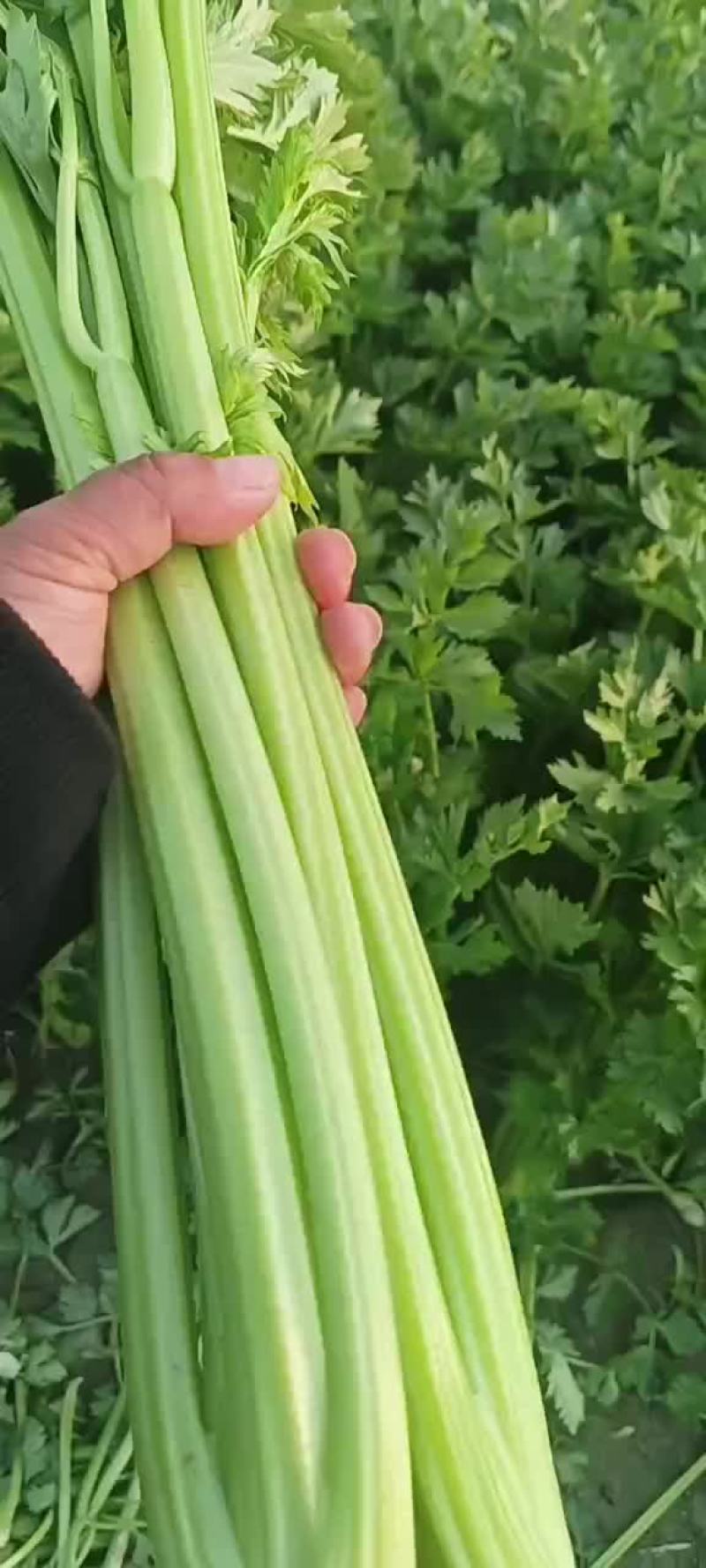 芹菜