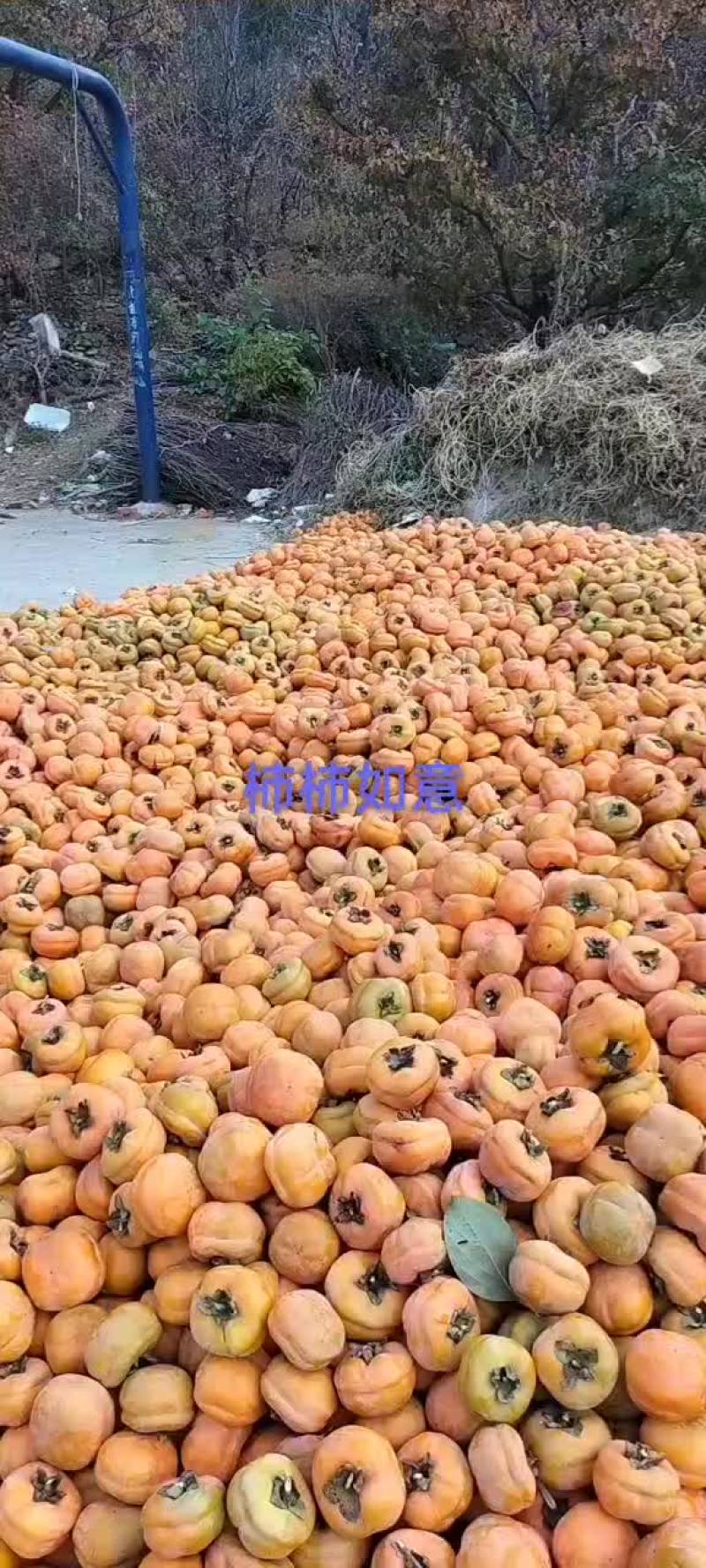 大量批发大柿子