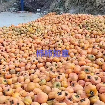 大量批发大柿子