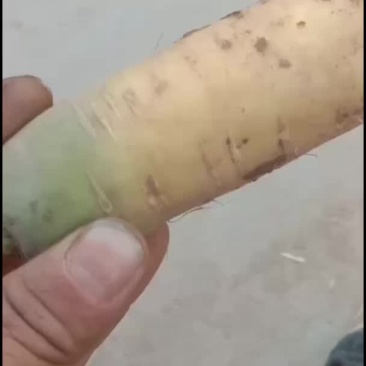 精品胡萝卜
