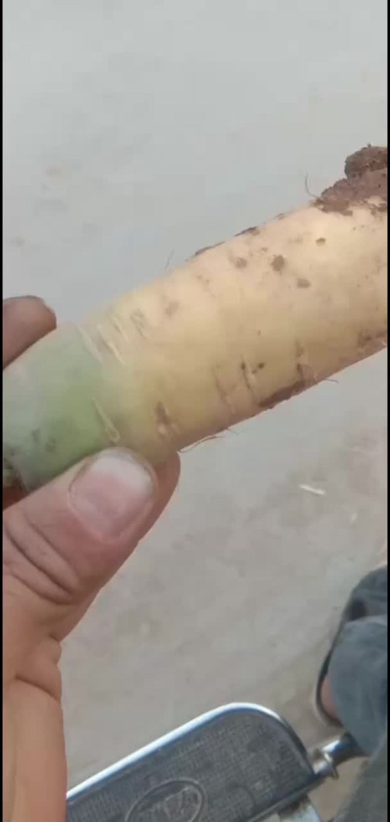 精品胡萝卜