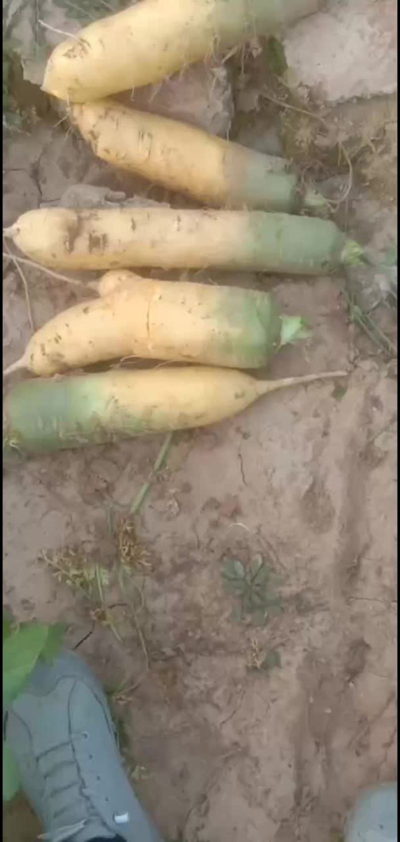 精品胡萝卜