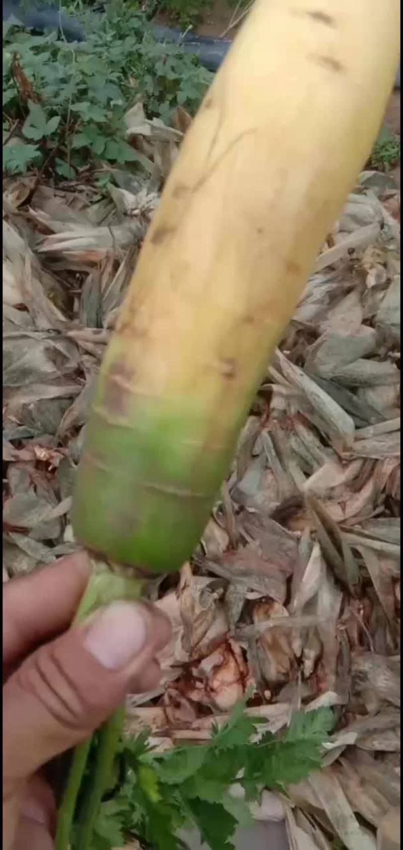 精品胡萝卜