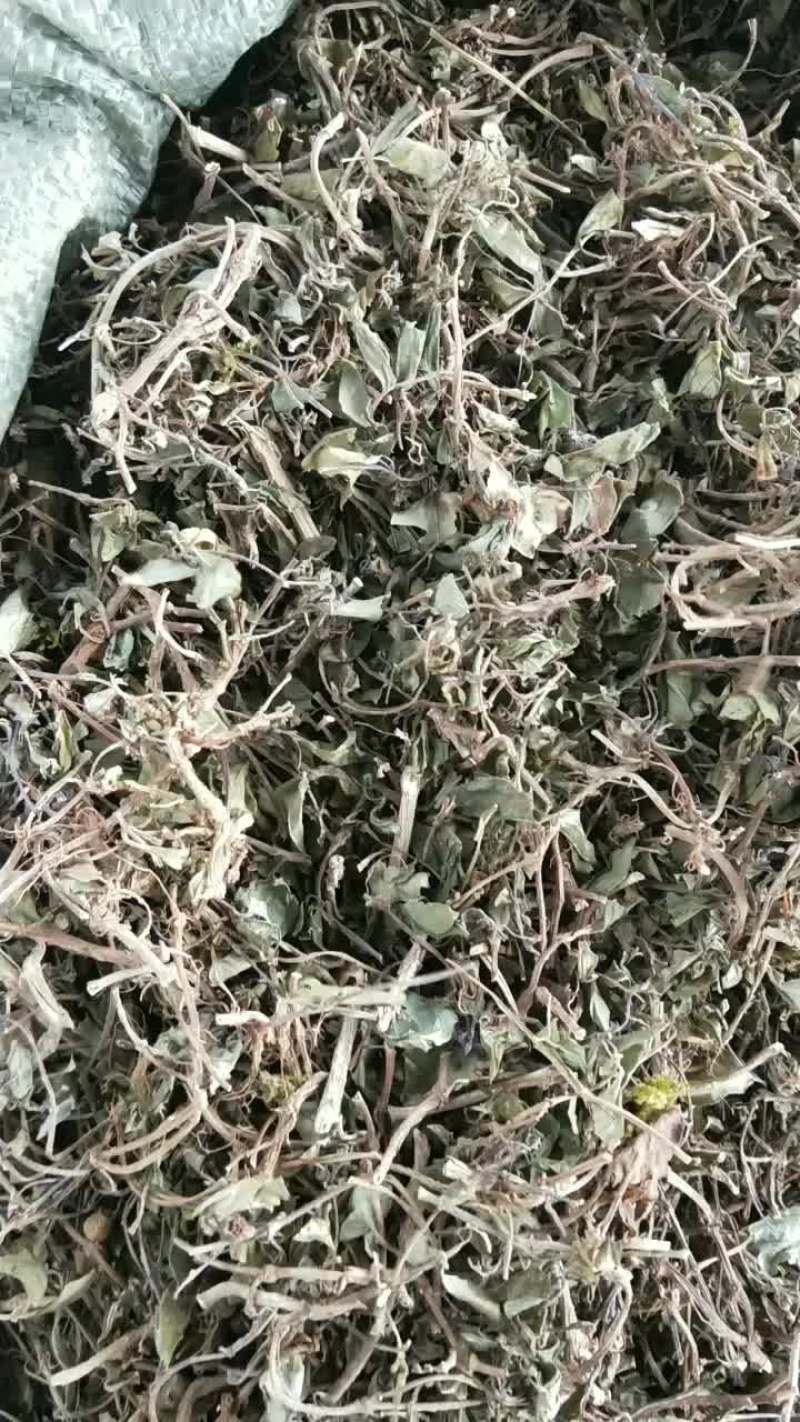 地菍