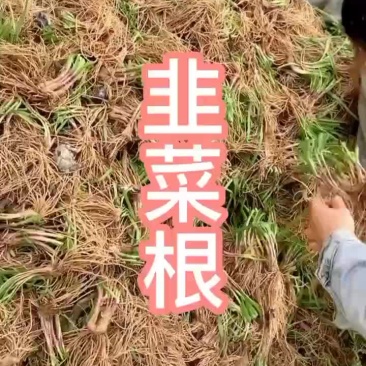 韭菜根苗抗寒，量大优惠，新手也能种植