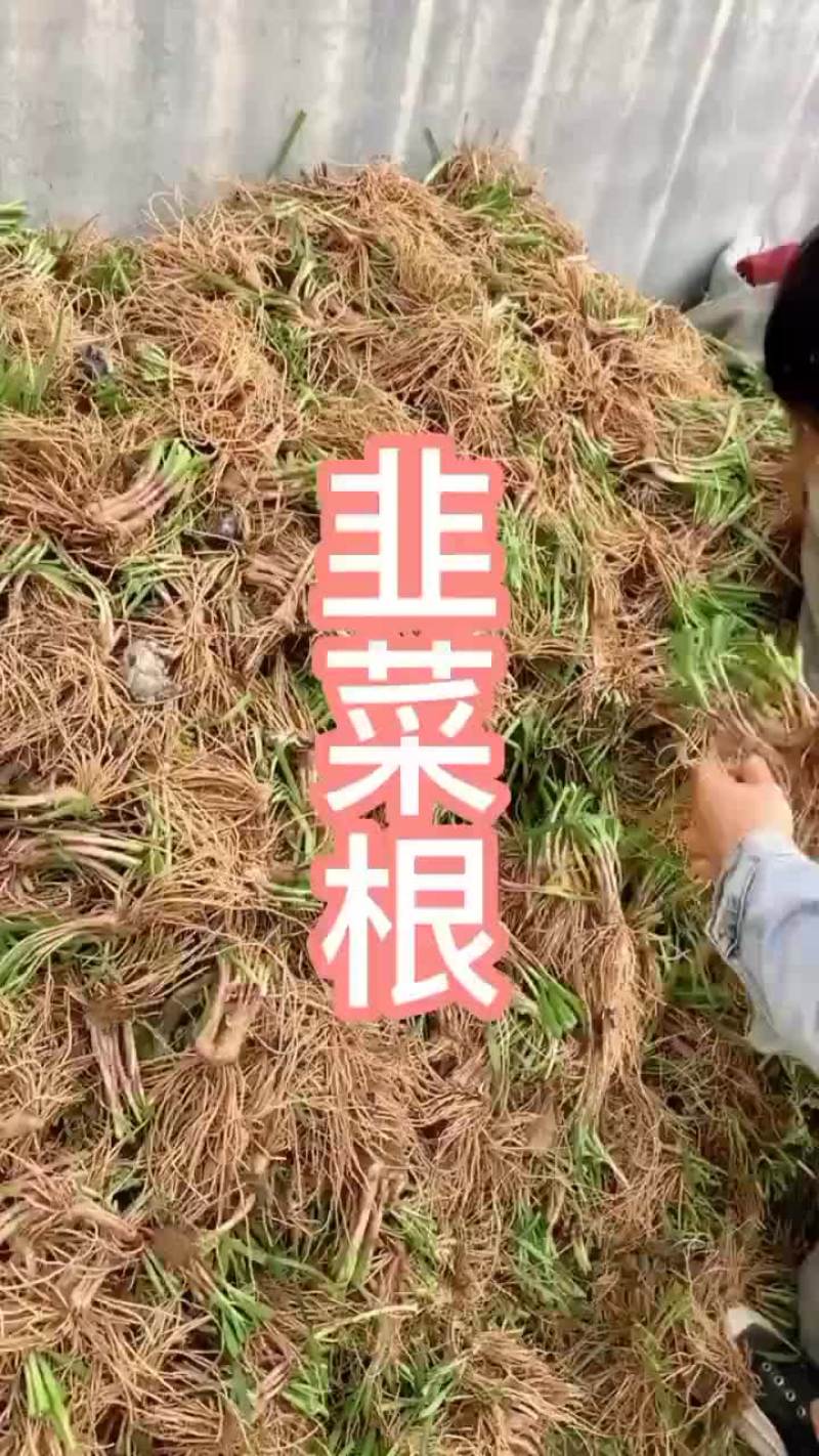 韭菜根苗抗寒，量大优惠，新手也能种植