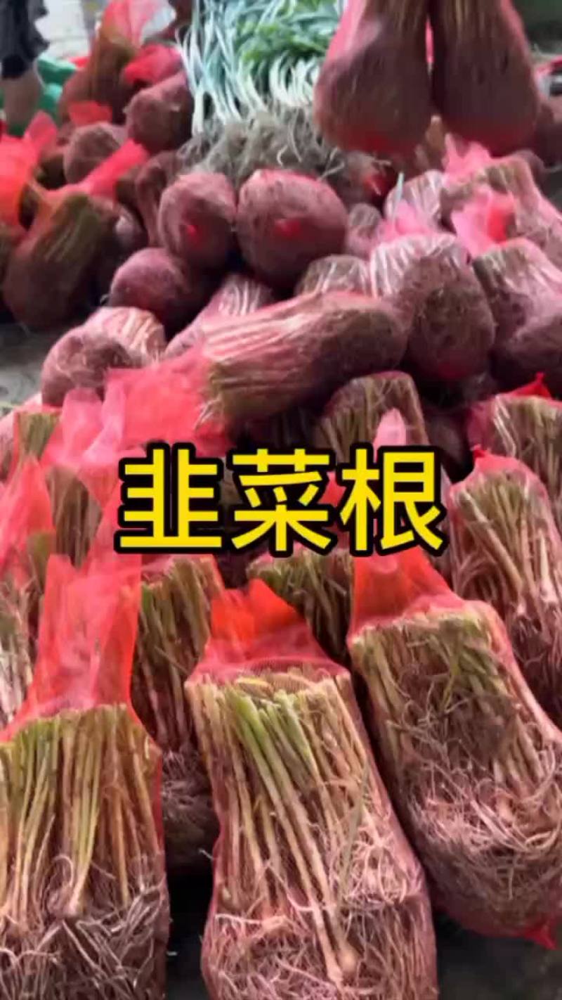 韭菜根苗抗寒，量大优惠，新手也能种植