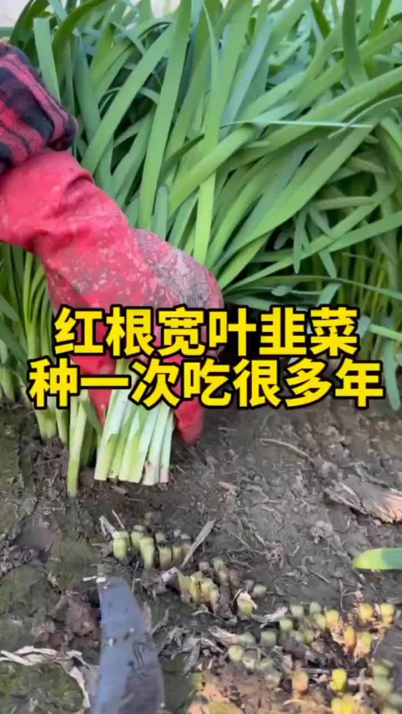 韭菜根苗抗寒，量大优惠，新手也能种植