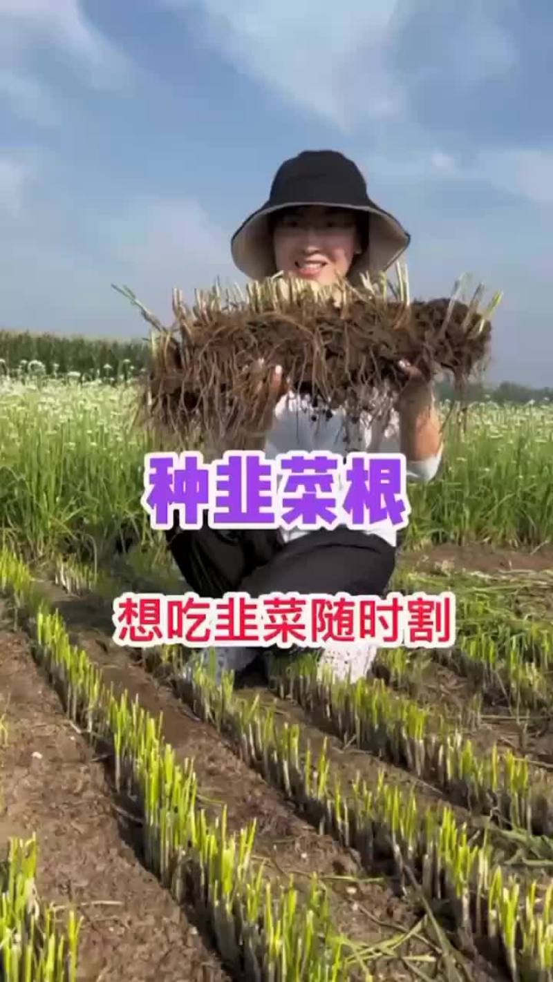 韭菜根苗抗寒，量大优惠，新手也能种植