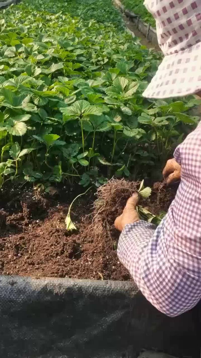 韭菜根苗抗寒，量大优惠，新手也能种植
