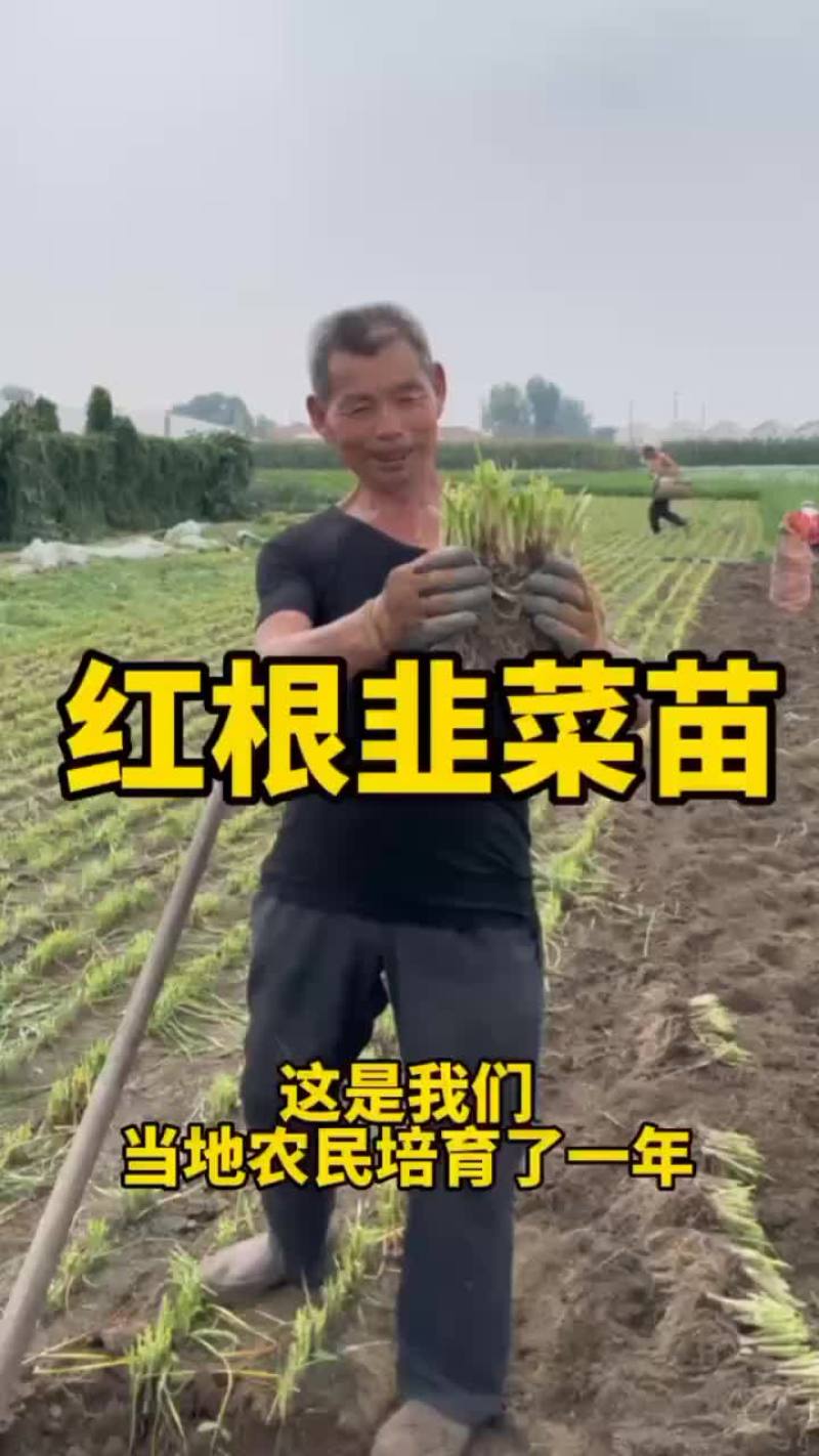 韭菜根苗抗寒，量大优惠，新手也能种植