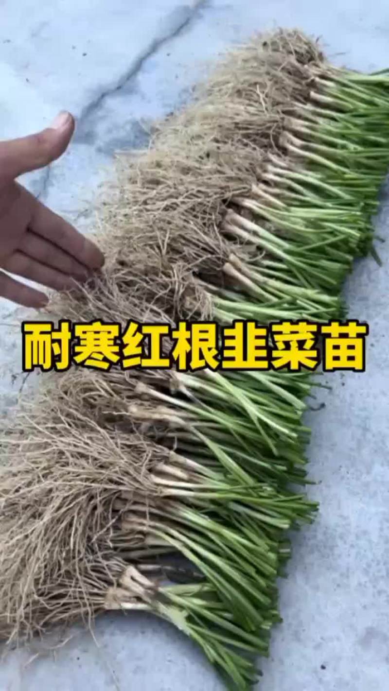 韭菜根苗抗寒，量大优惠，新手也能种植