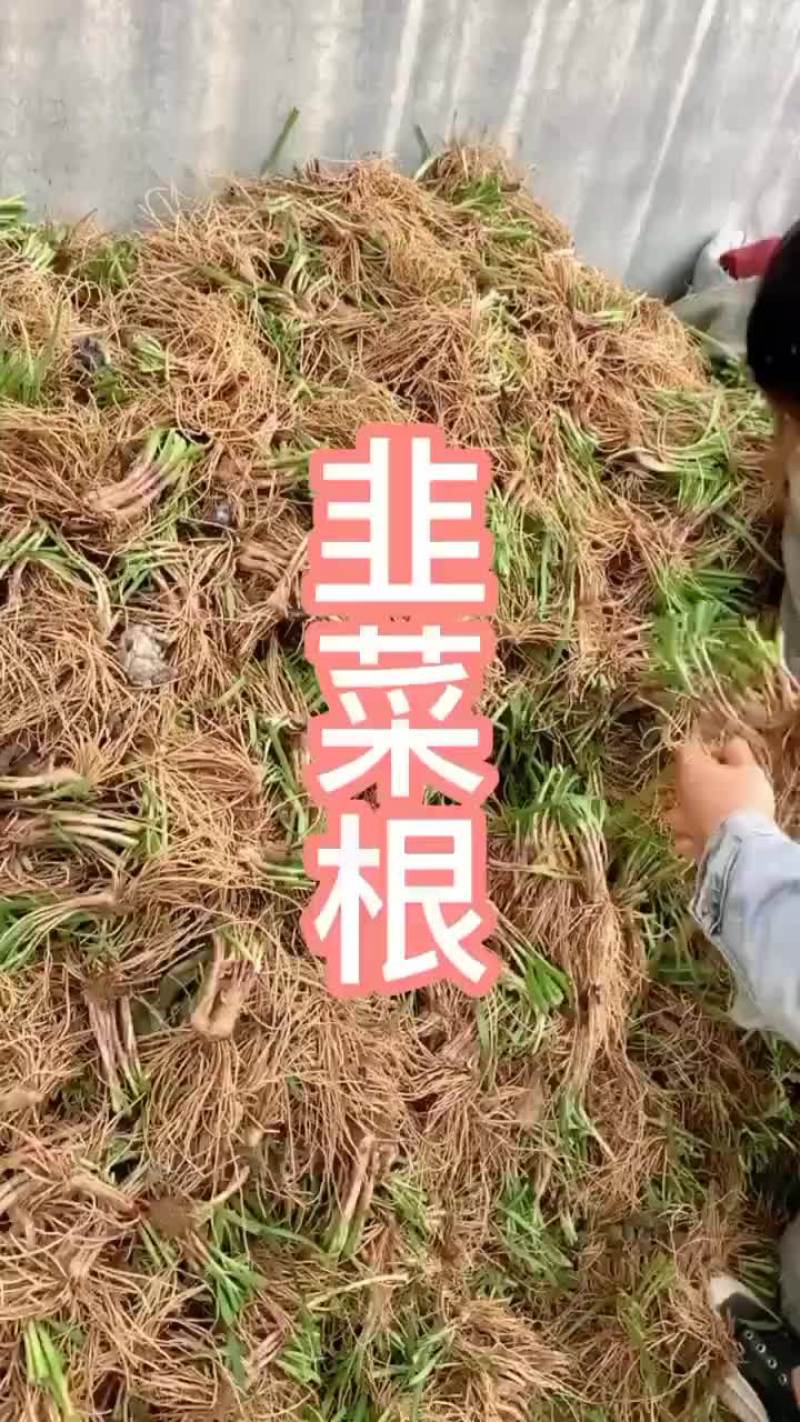 韭菜根苗抗寒，量大优惠，新手也能种植