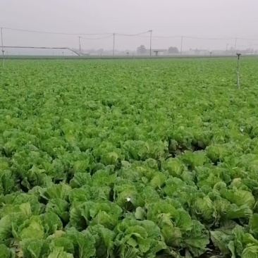 白菜大葱马上出货