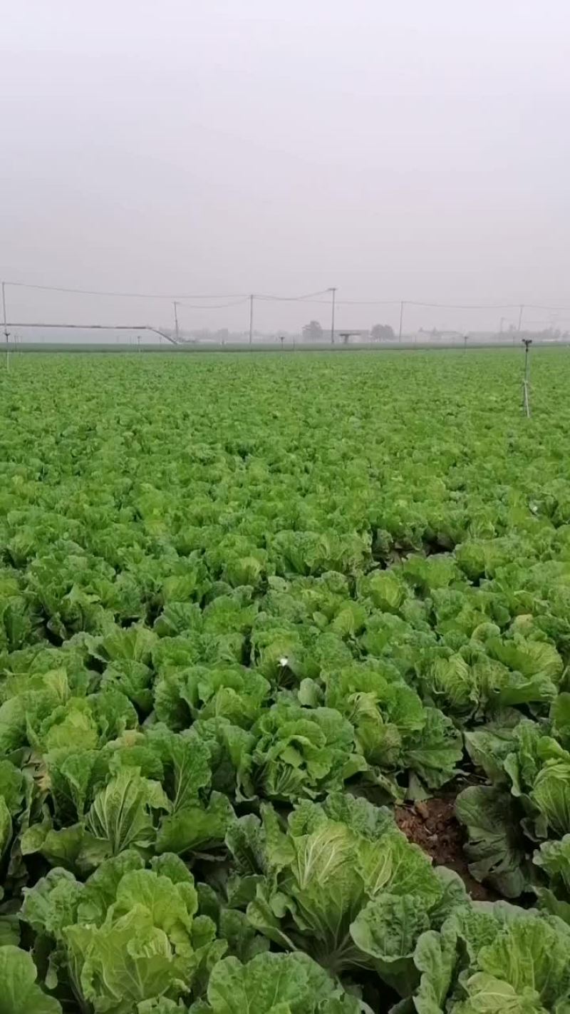 白菜大葱马上出货