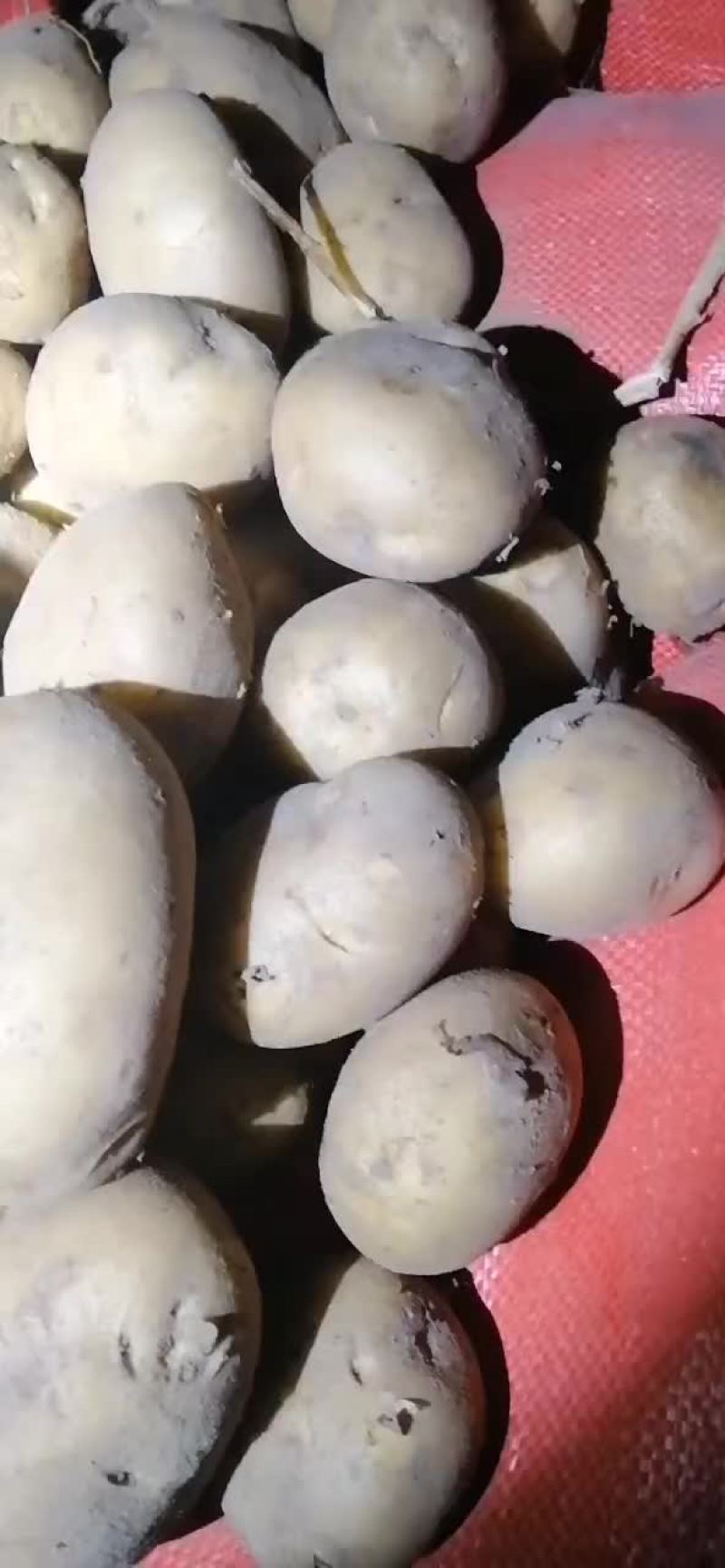 沽源地窖土豆大量出货