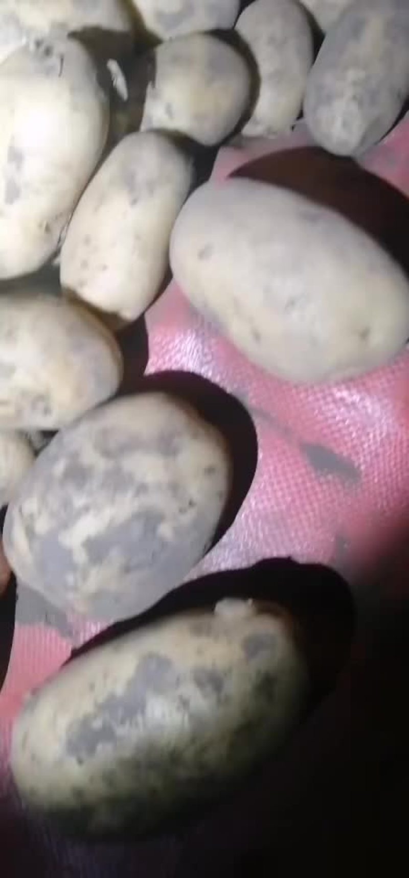 沽源地窖土豆大量出货