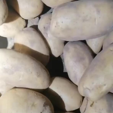 沽源地窖土豆大量出货