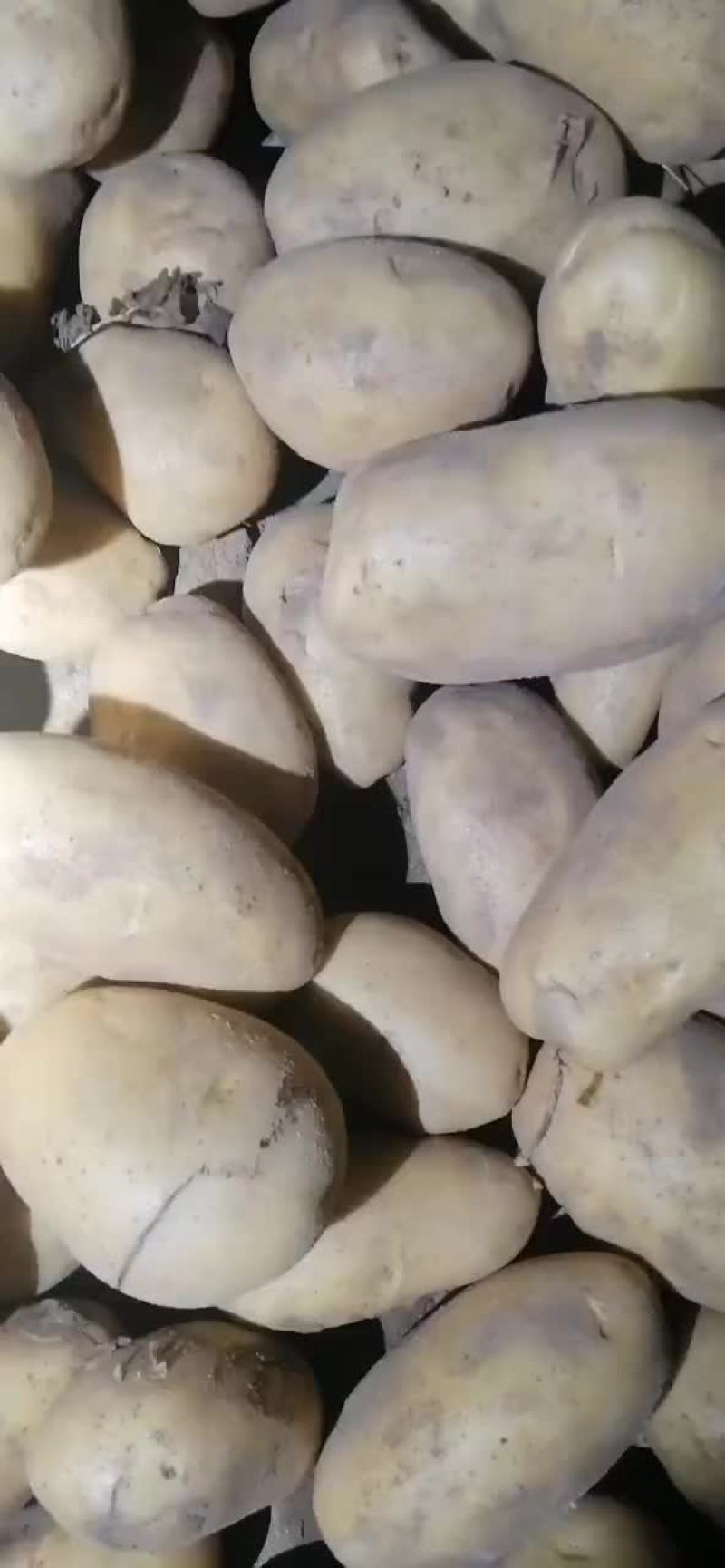沽源地窖土豆大量出货