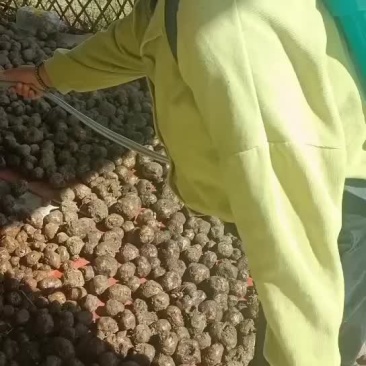 魔芋种子，正在消毒晾晒，马上可以发货了，需要的老板快快