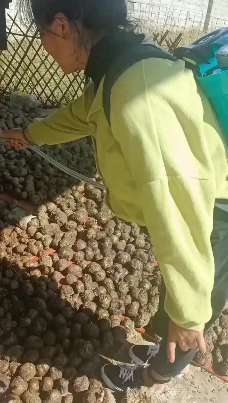 魔芋种子，正在消毒晾晒，马上可以发货了，需要的老板快快