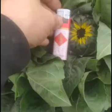 鲜切花向日葵