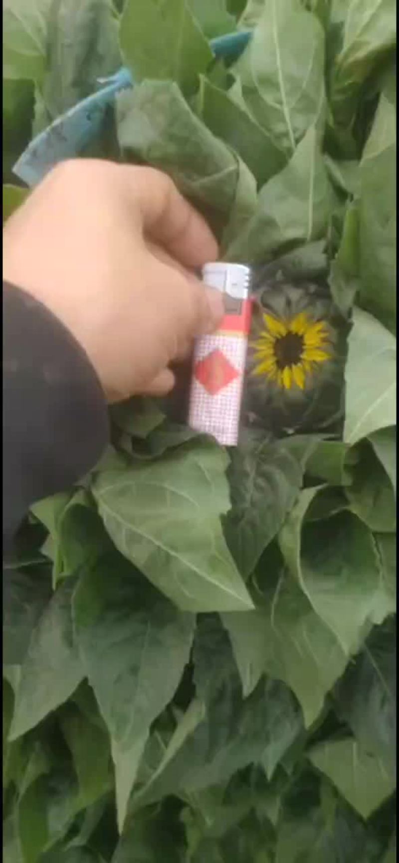 鲜切花向日葵