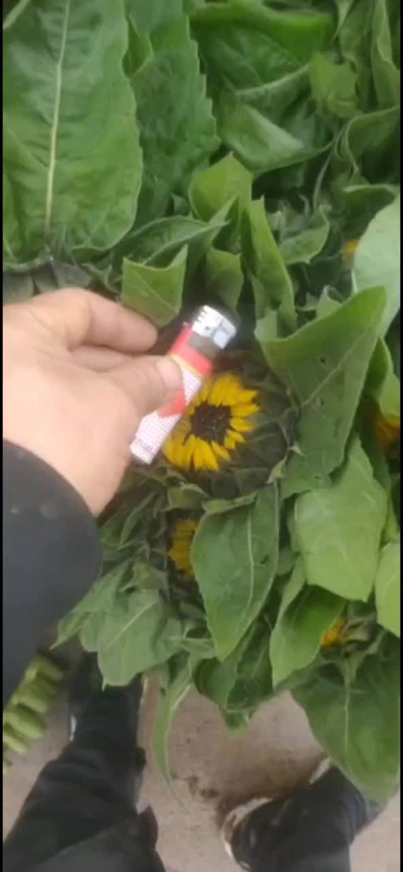 鲜切花向日葵