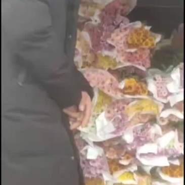 鲜花，鲜切花多头小菊